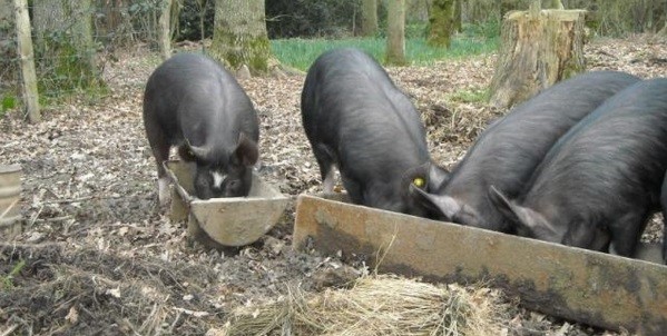 Epidemia de Pesta Porcina Africana (PPA) izbucnita vara aceasta in Romania ar fi putut fi evitata